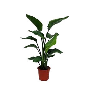 Strelitzia in 21cm Terracotta Plastic Grow pot