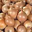 Sturon Onion Vegetable bulb