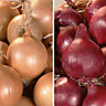 Stuttgarter giant & karmen Onion Vegetable bulb