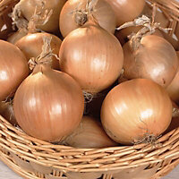Stuttgarter giant Onion Vegetable bulb