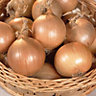 Stuttgarter giant Onion Vegetable bulb