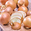 Stuttgarter Giant Onion Vegetable bulb
