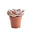 Succulent cacti assorted Pot