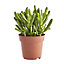Succulent cacti assorted Pot