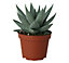Succulent in 10.5cm Terracotta Plastic Grow pot