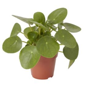Succulent in 12cm Black or terracotta Foliage plant Plastic Grow pot