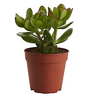Succulent in 12cm Pot
