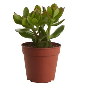 Succulent in 12cm Terracotta Succulent Plastic Grow pot