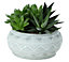 Succulent in 14cm Pot