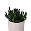 Succulent in 24cm Terracotta Ceramic Decorative pot