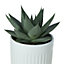 Succulent in 24cm Terracotta Ceramic Decorative pot