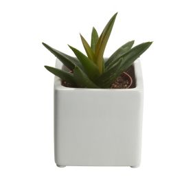 Succulent in 5.5cm Assorted Ceramic Decorative pot