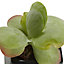 Succulent in 5.5cm Pot