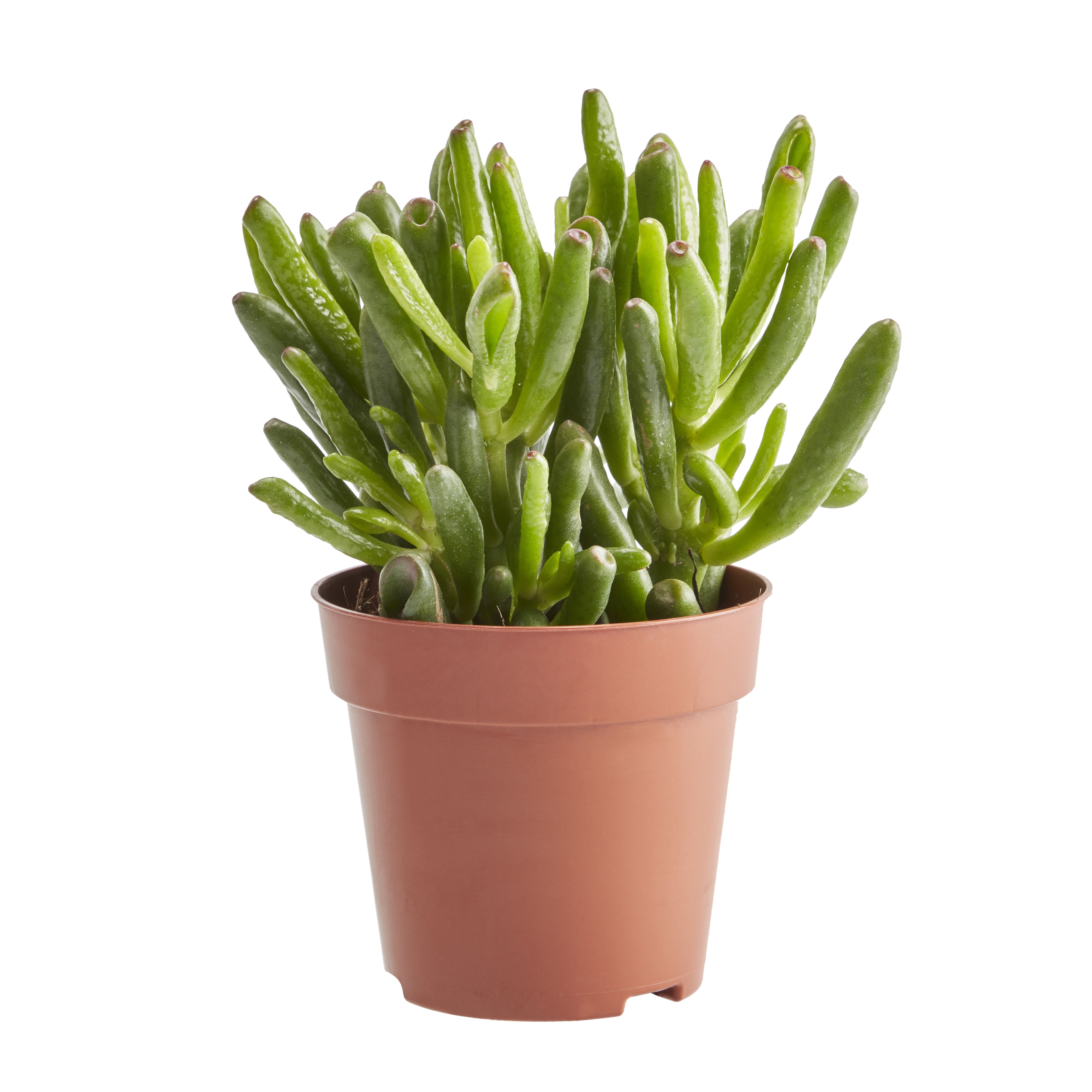 Succulent in 9cm Terracotta Plastic Grow pot