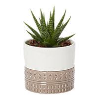 Succulent in 9cm White Geometric Ceramic Decorative pot