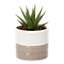 Succulent in 9cm White Geometric Ceramic Decorative pot