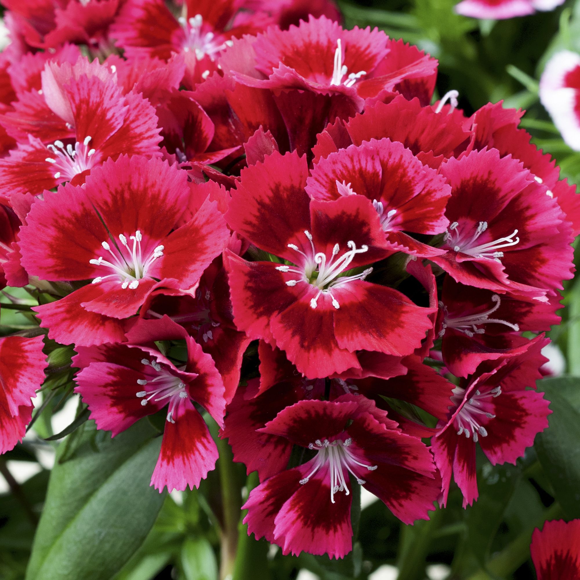 Sweet william Diabunda Summer Bedding plant 10.5cm, Pack of 6