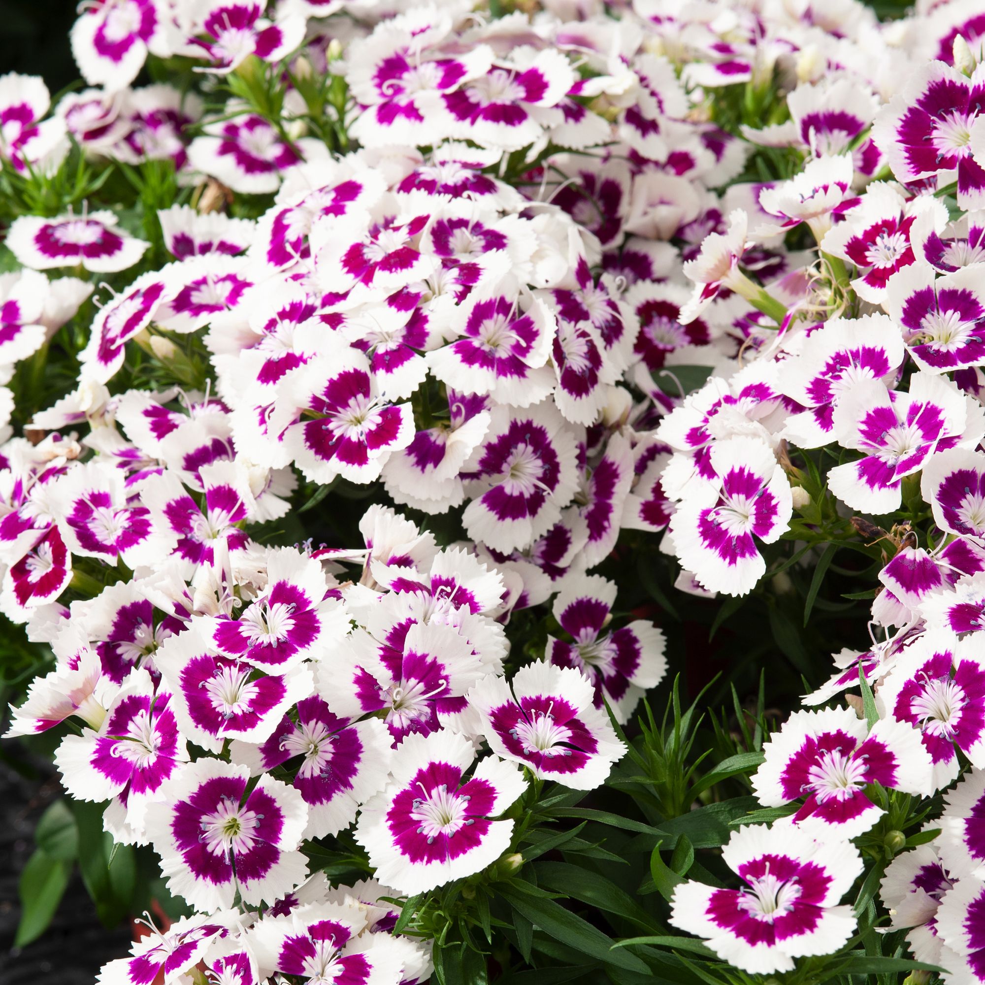 Sweet william Purple Picotee Summer Bedding plant 10.5cm, Pack of 6