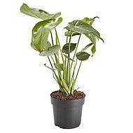 Swiss cheese plant in 17cm Pot