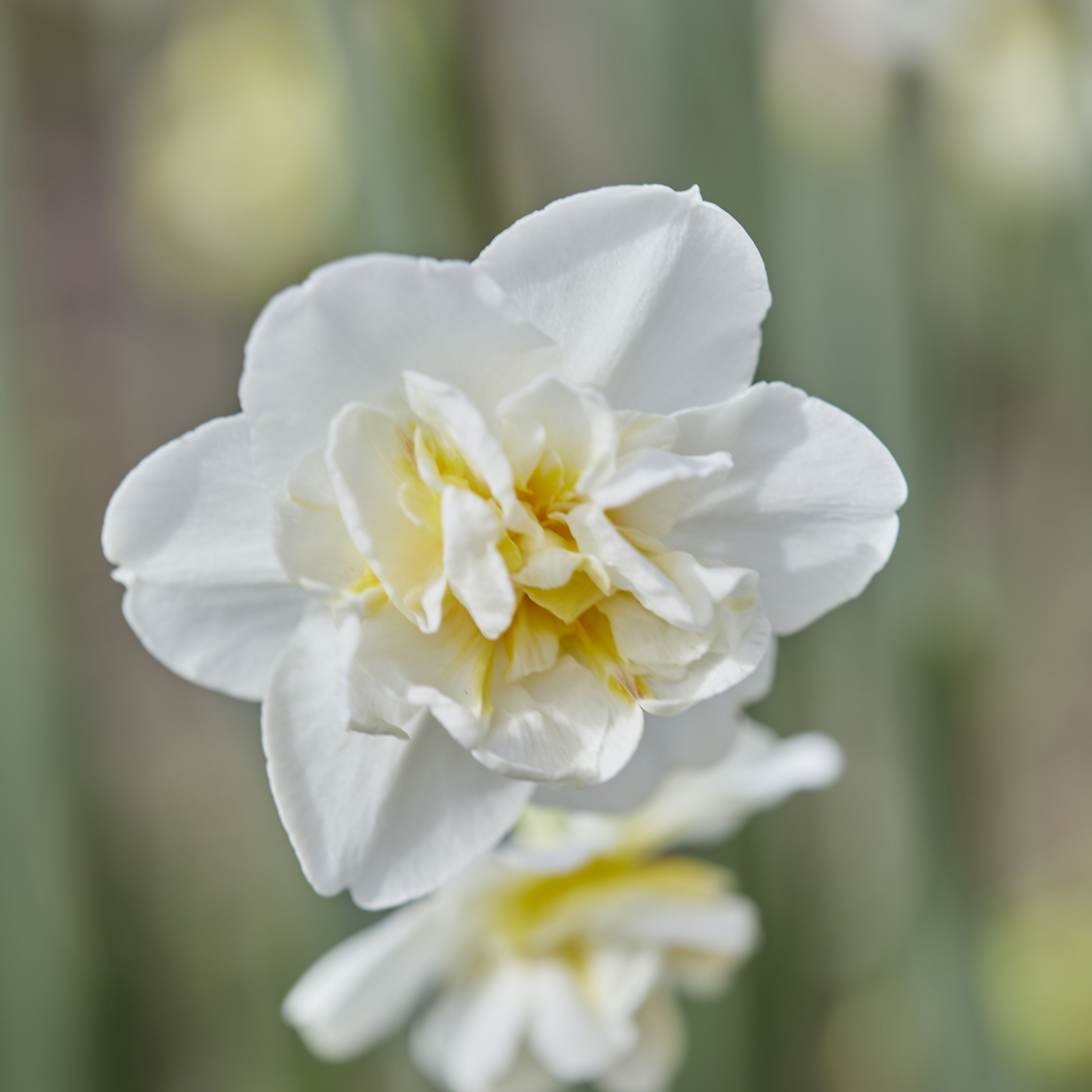 Tall Daffodil Cheerfulness 8 Flower bulbs