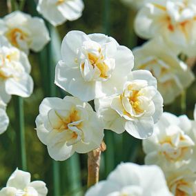 Tall Daffodil Cheerfulness 8 Flower bulbs