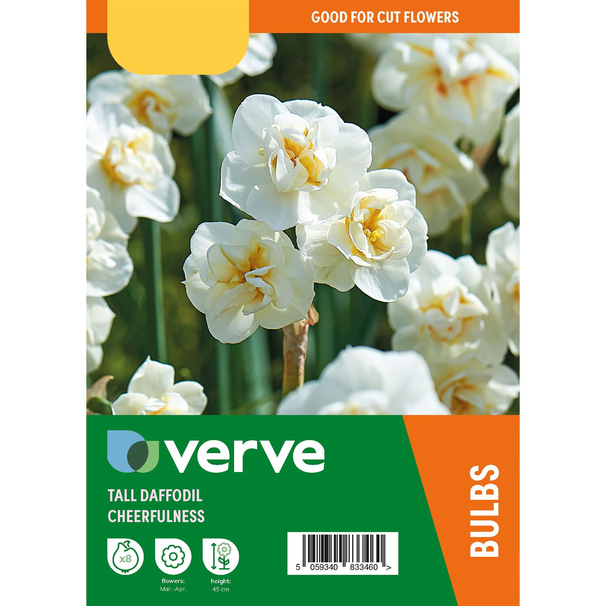 Tall Daffodil Cheerfulness 8 Flower bulbs - 4