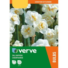 Tall Daffodil Cheerfulness 8 Flower bulbs