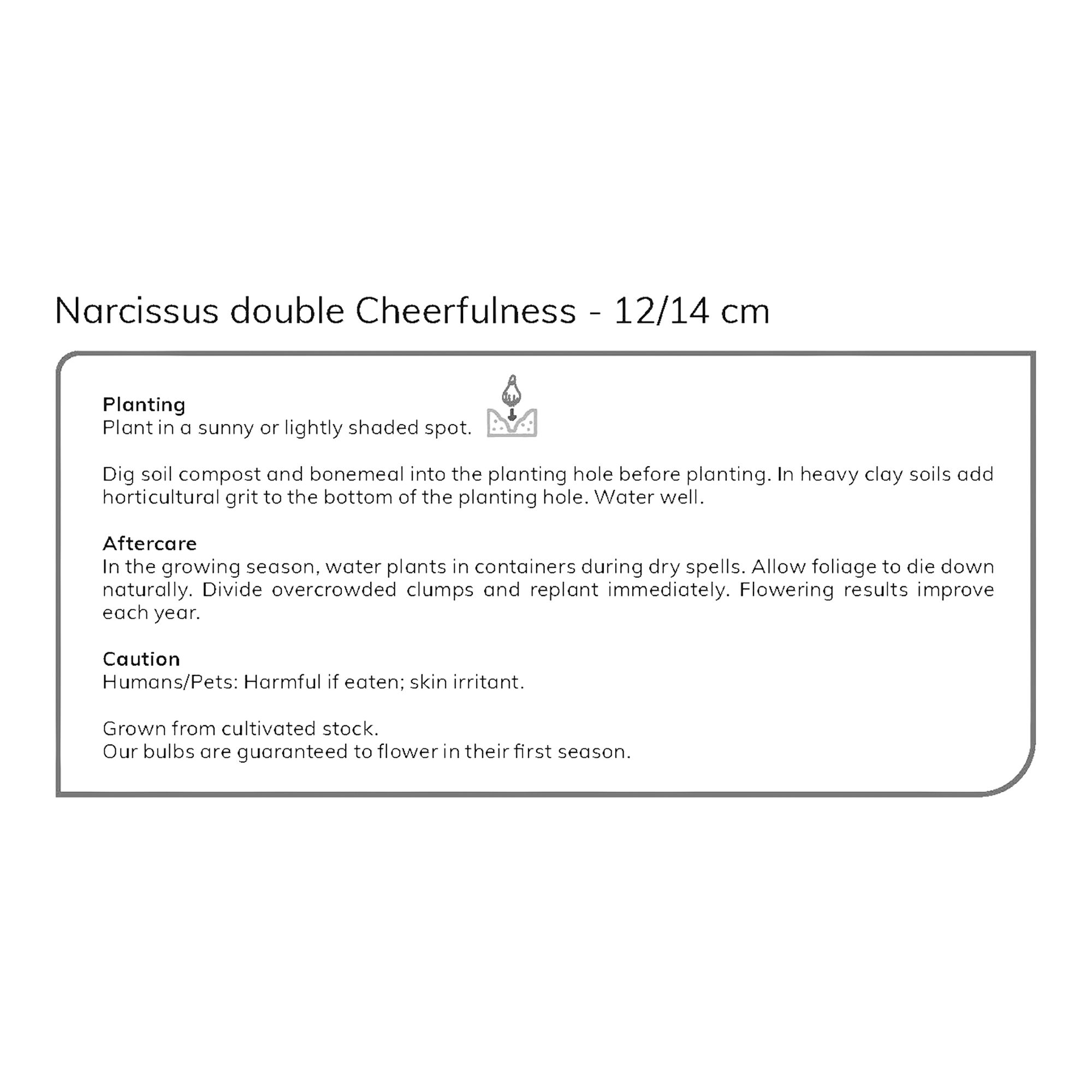 Tall Daffodil Cheerfulness 8 Flower bulbs - 5