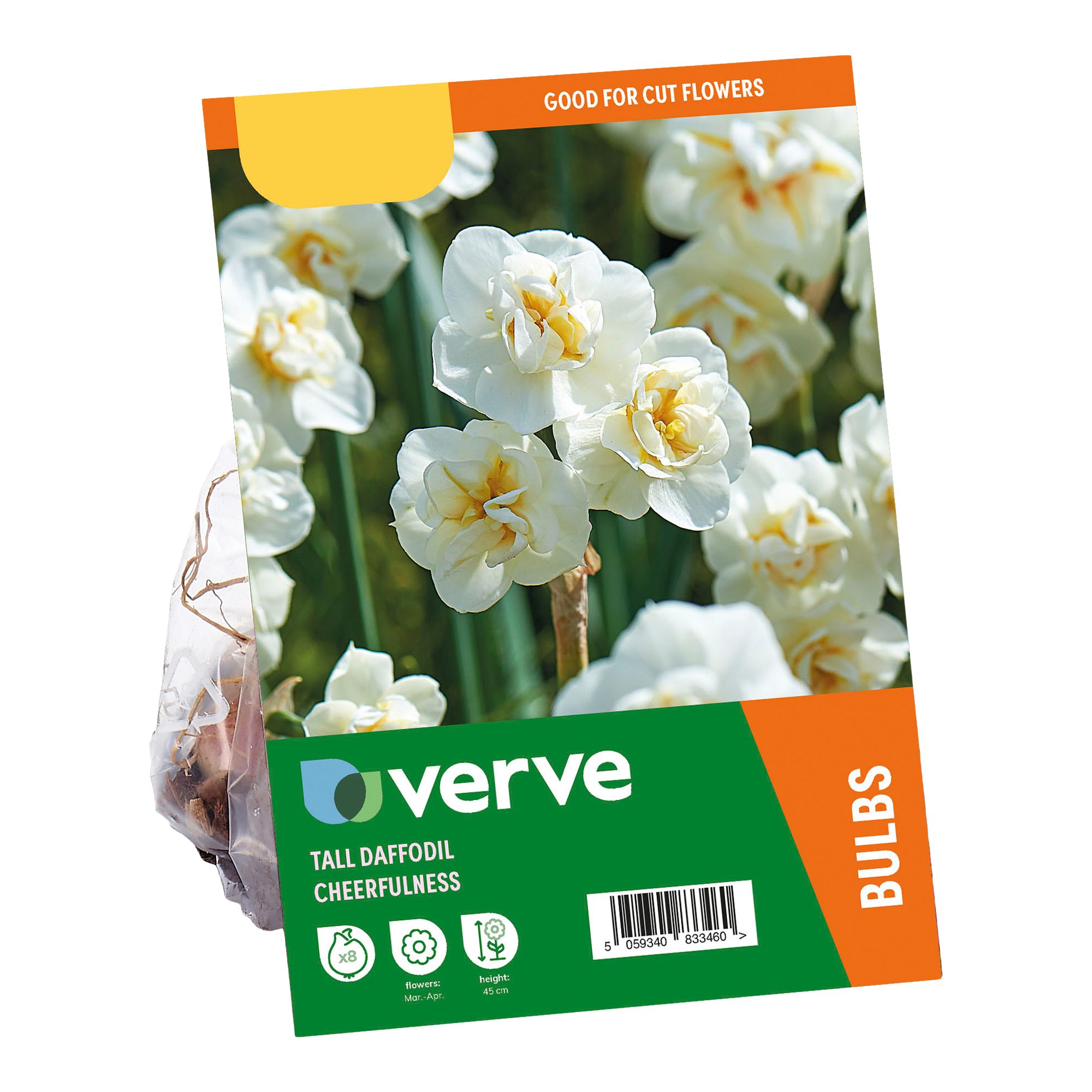 Tall Daffodil Cheerfulness 8 Flower bulbs - 3