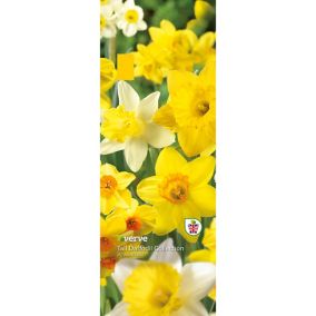 Tall daffodil collection mixed Flower bulb, Pack of 1