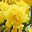 Tall daffodil dick wilden Flower bulb, Pack of 8