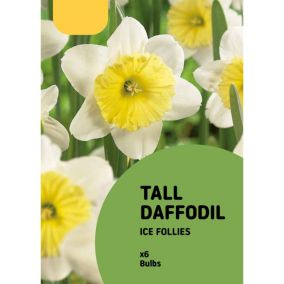 Tall Daffodil Ice Follies Flower bulb, Pack of 8