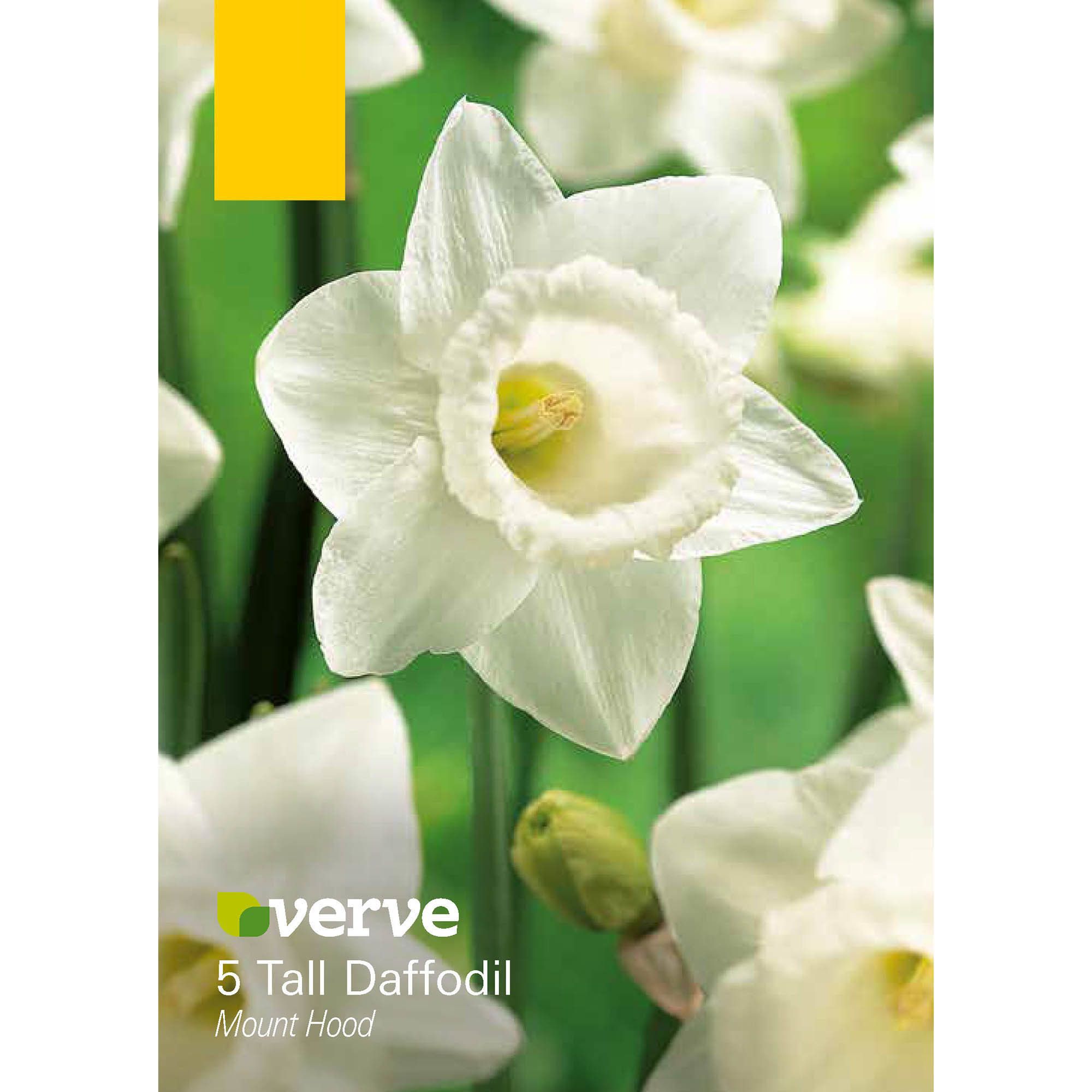 Tall Daffodil Mount Hood 5 Flower bulbs | DIY at B&Q