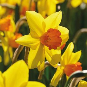 Tall Daffodil Red Devon 8 Flower bulbs