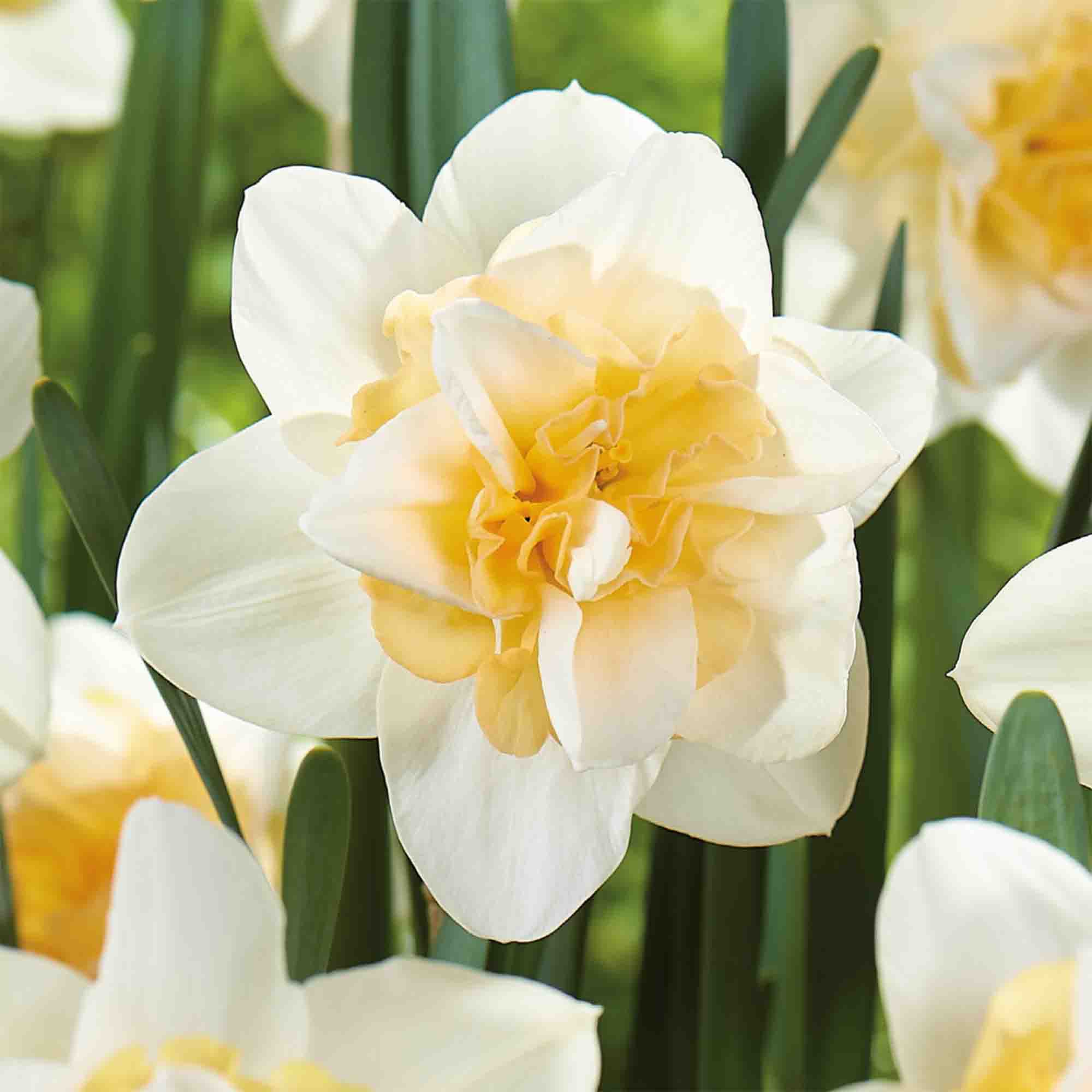 Tall Daffodil Sweet Desire 8 Flower bulbs - 5