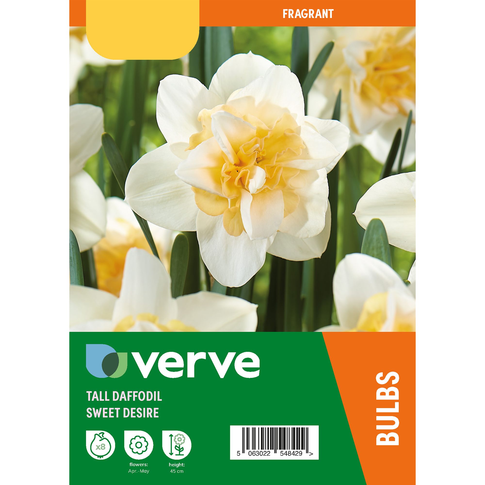Tall Daffodil Sweet Desire 8 Flower bulbs