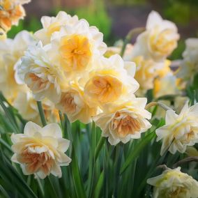 Tall Daffodil Sweet Desire 8 Flower bulbs