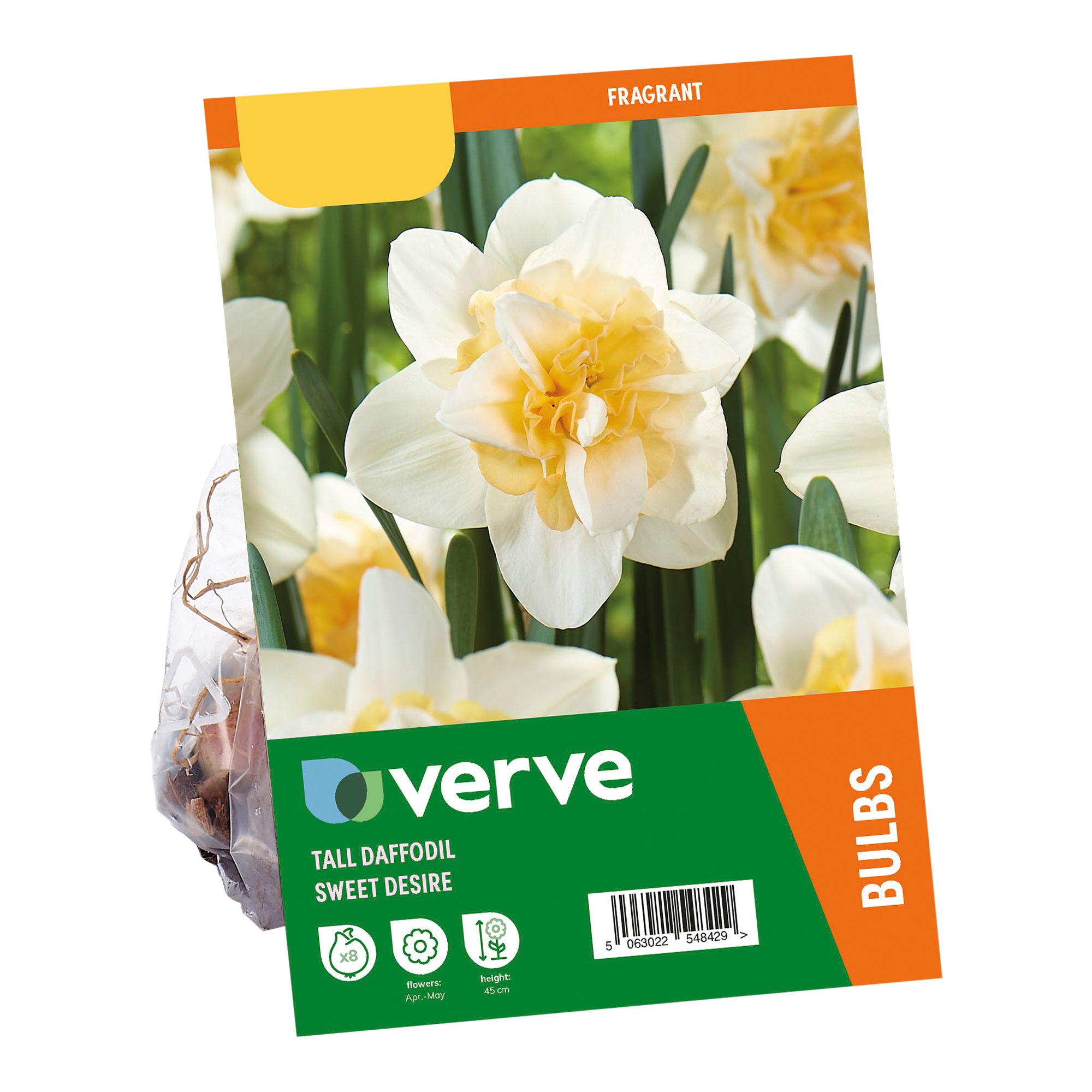 Tall Daffodil Sweet Desire 8 Flower bulbs - 4