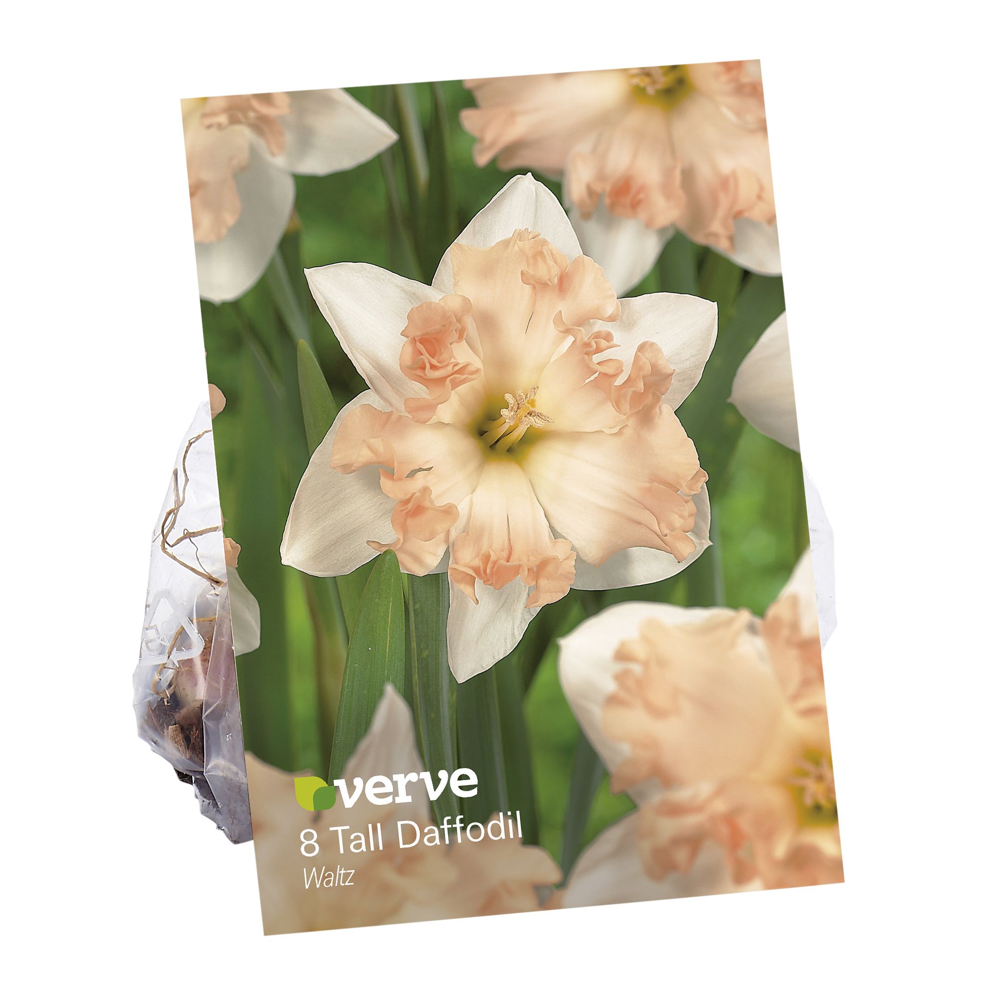 Tall Daffodil Waltz 8 Flower bulbs