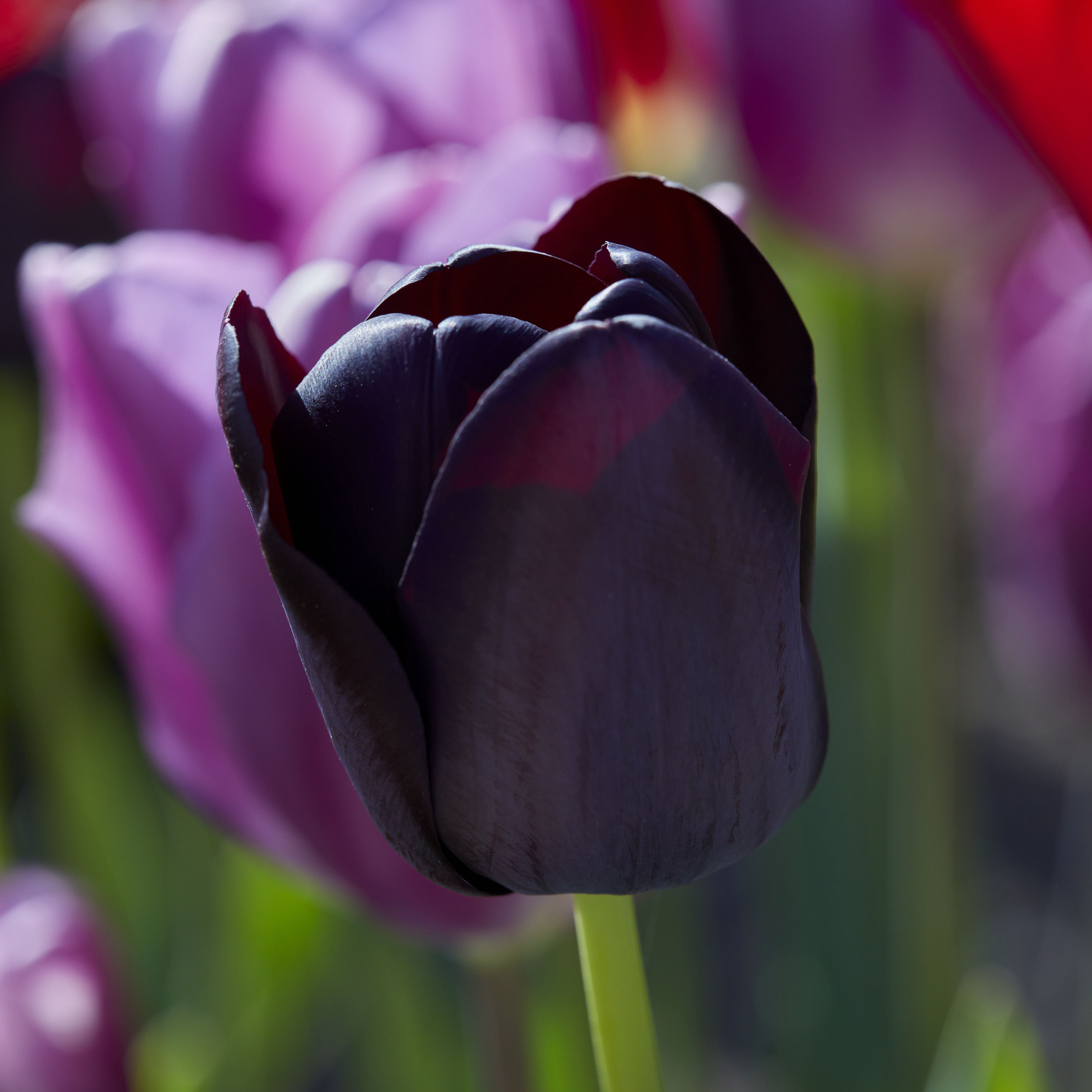 Tall Dark Tulip Mix 20 Flower bulbs