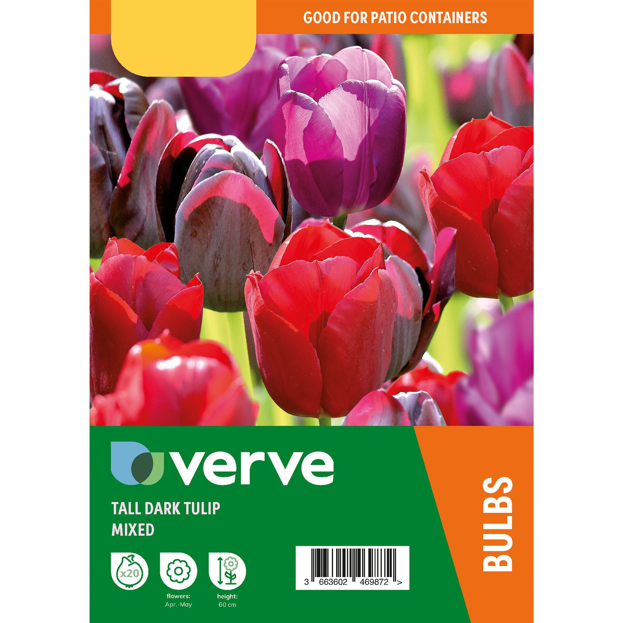 Tall Dark Tulip Mix 20 Flower bulbs - 5