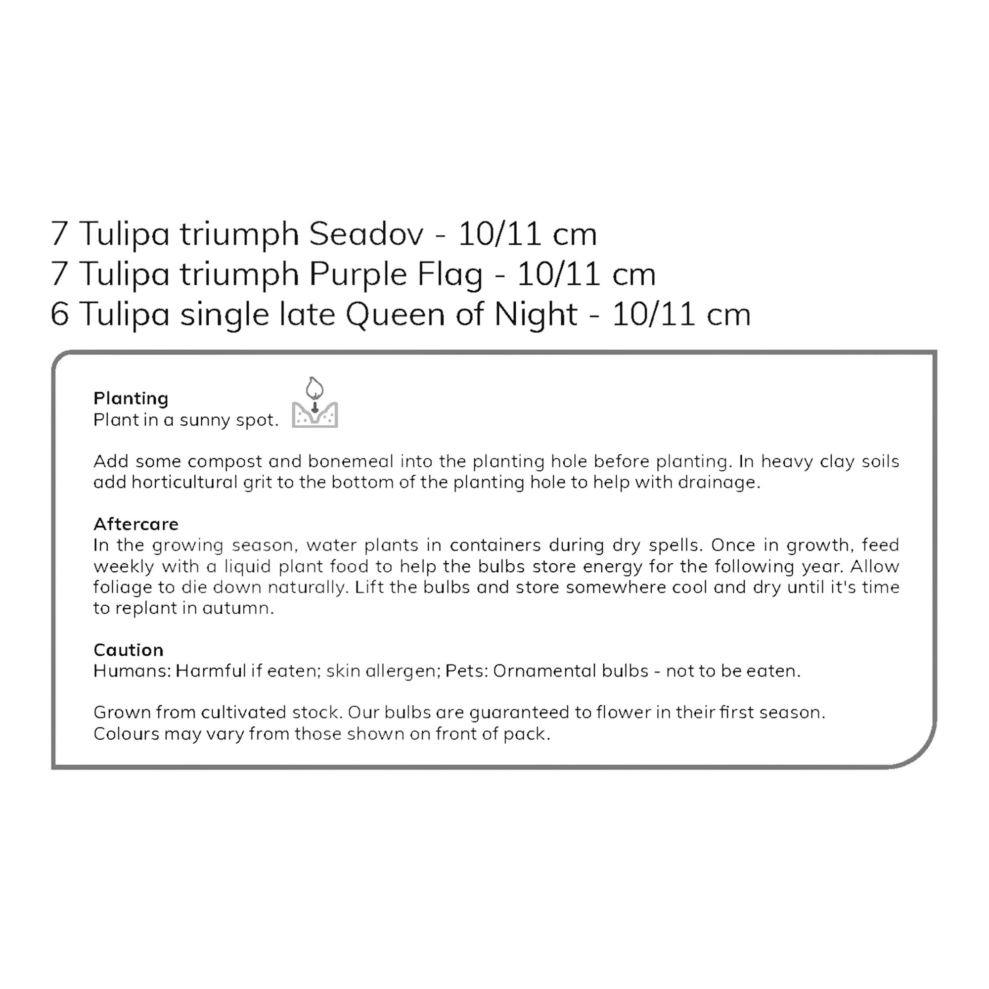 Tall Dark Tulip Mix 20 Flower bulbs - 4