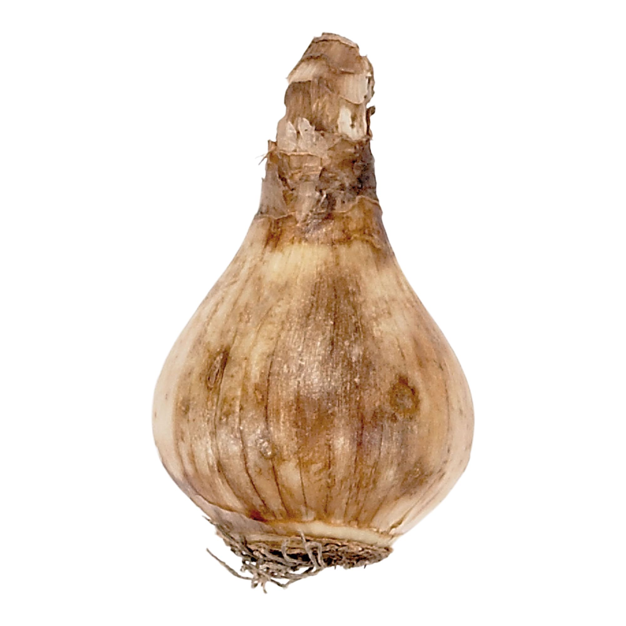 Tall Double Daffodil Mix 20 Flower bulbs - 4