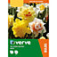 Tall double daffodil mixed Flower bulb, Pack of 20