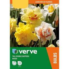 Tall double daffodil mixed Flower bulb, Pack of 20