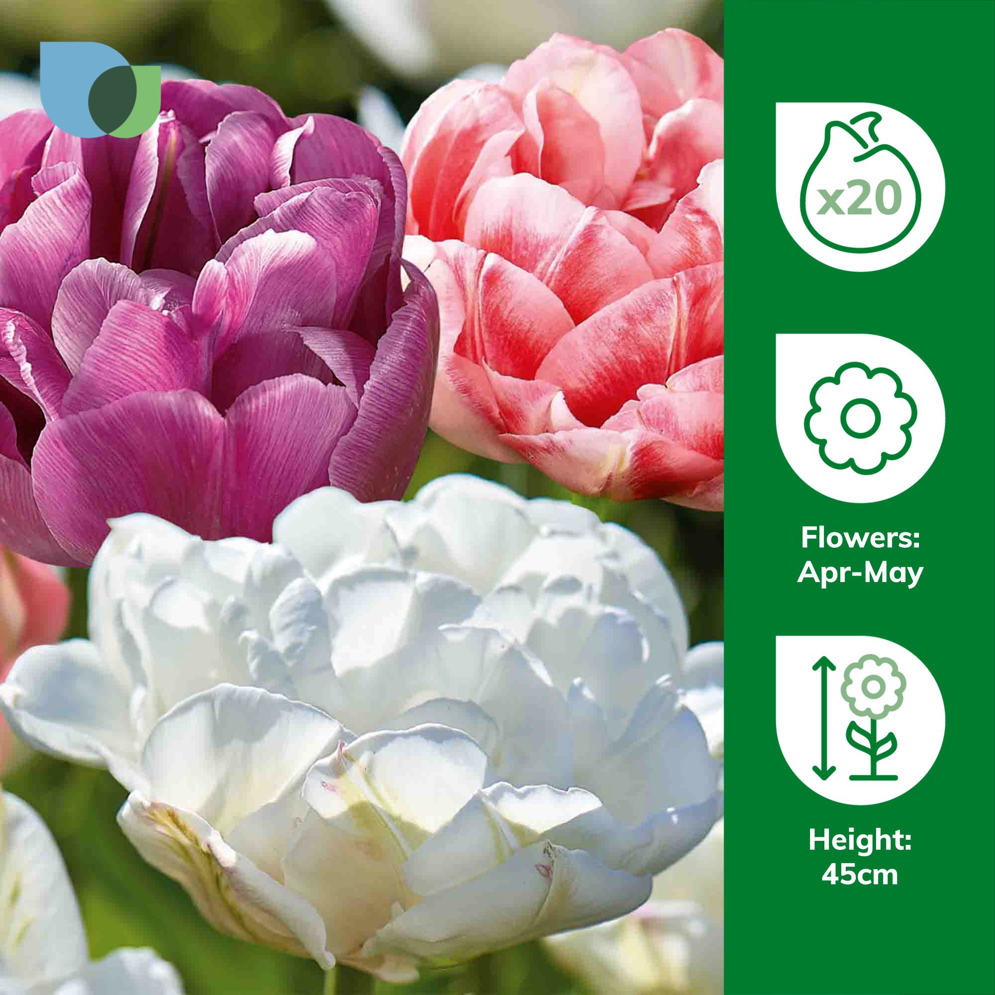 TULIPページ Tall Double Tulip Double Late Mixed 20 Flower bulbs