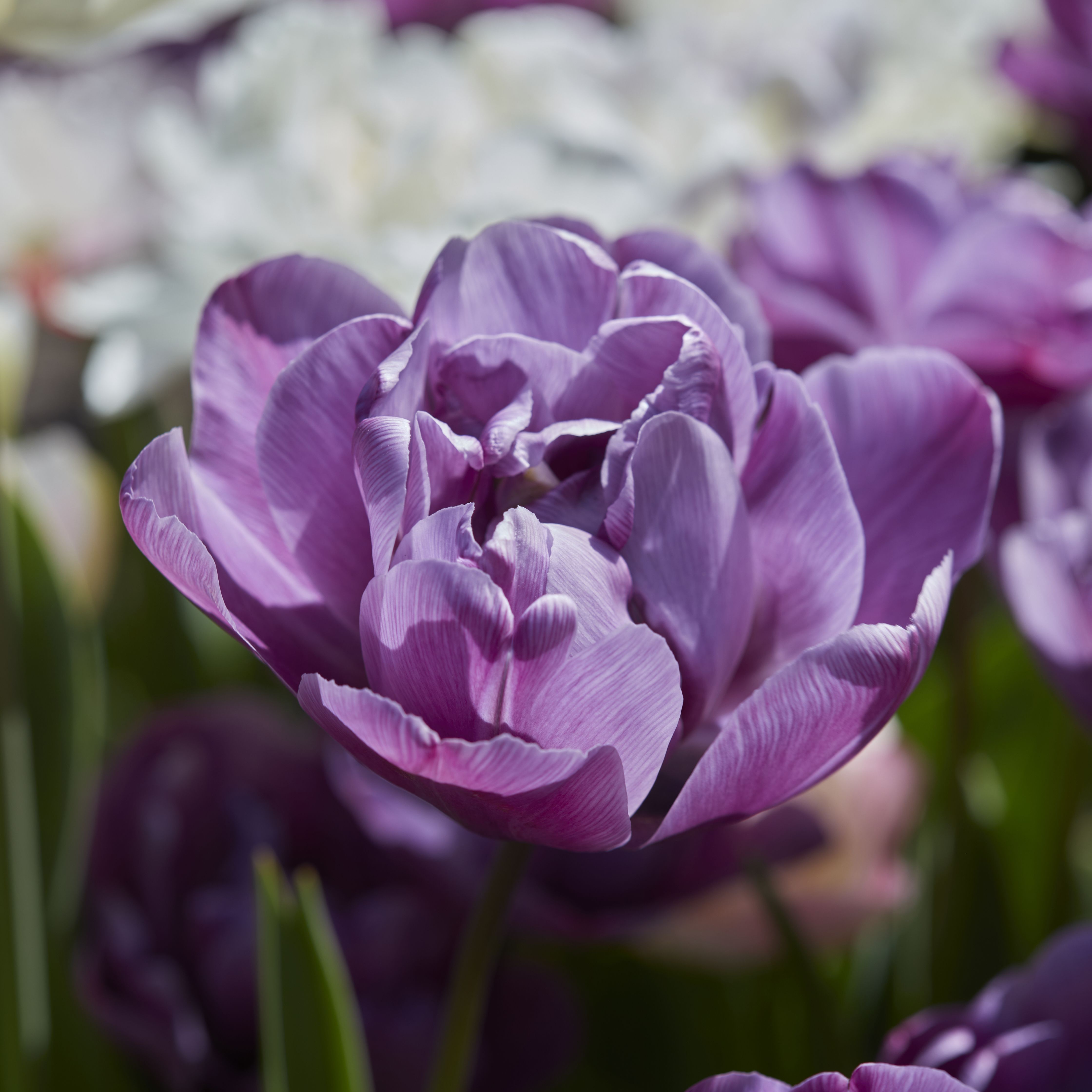 Tall Double Tulip Double Late Mixed 20 Flower bulbs