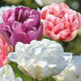 Tall Double Tulip Double Late Mixed 20 Flower bulbs