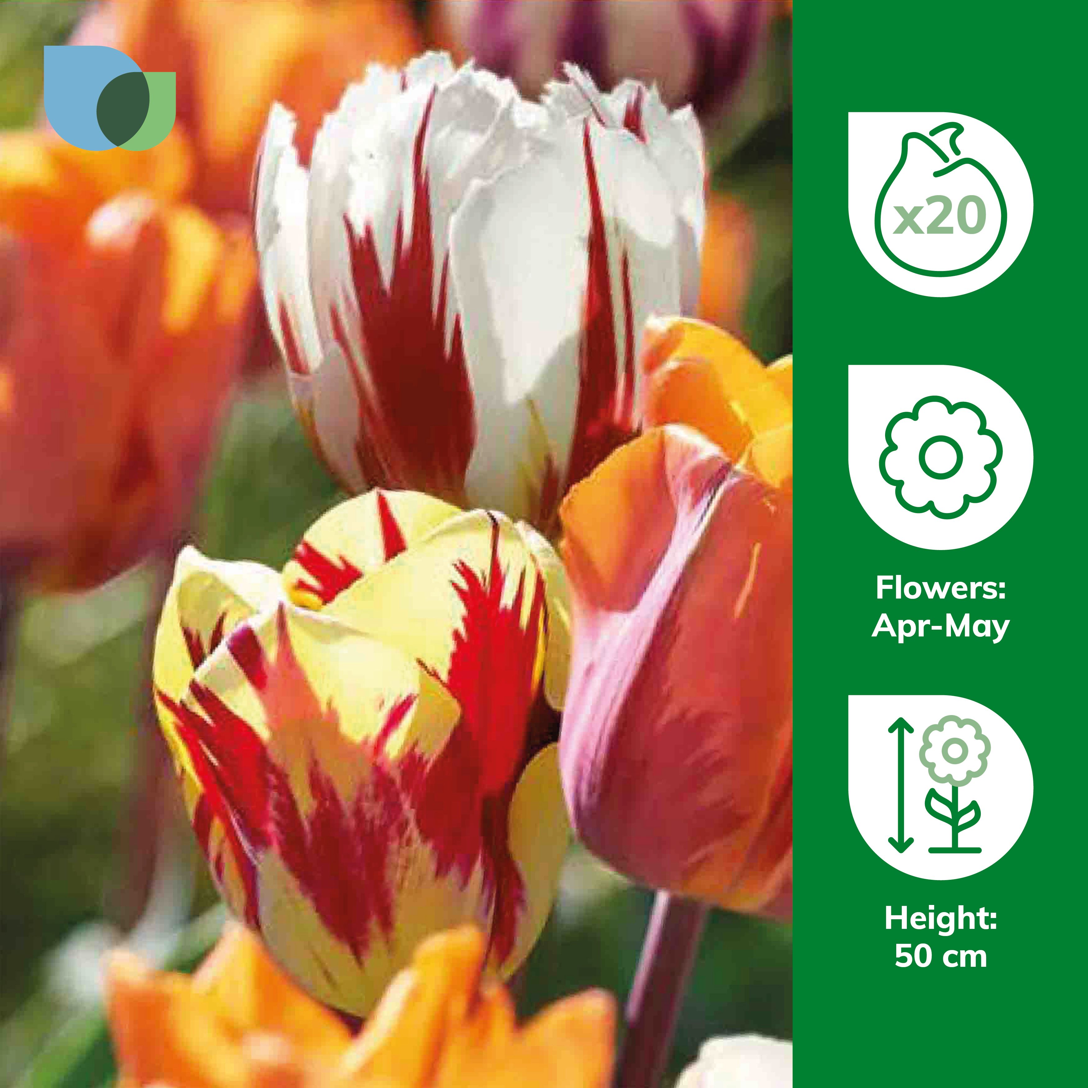 Tall Rembrandt Tulip Mixed 20 Flower bulbs - 3