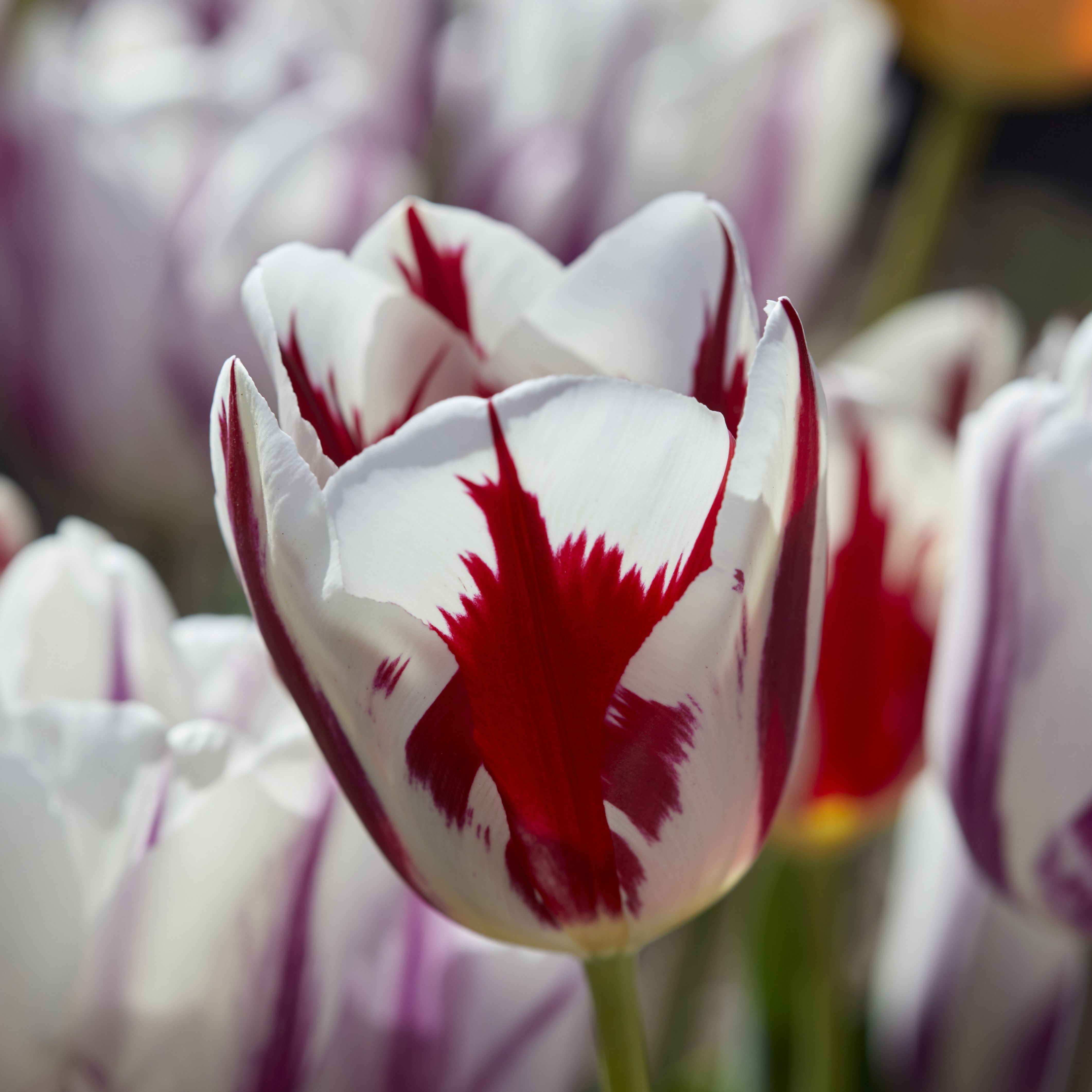 Tall Rembrandt Tulip Mixed 20 Flower bulbs